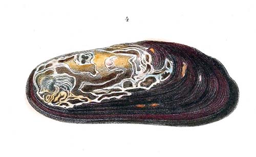 specimen image from publication