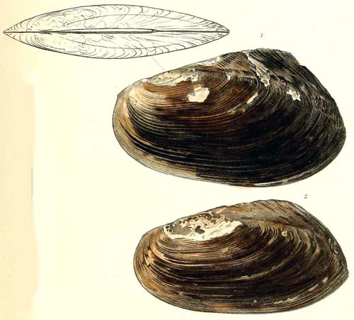 specimen image from publication