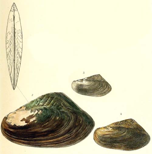 specimen image from publication