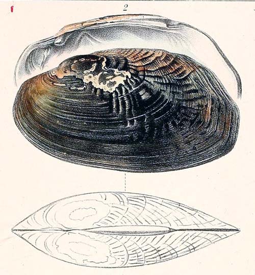 specimen image from publication