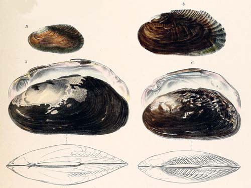 specimen image from publication