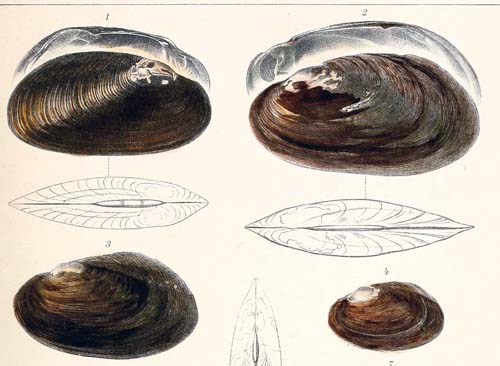 specimen image from publication