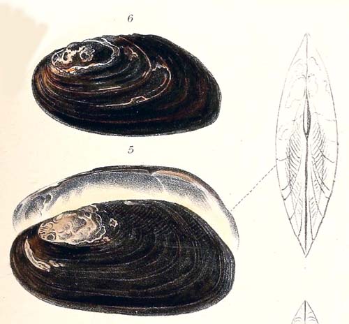 specimen image from publication