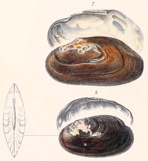 specimen image from publication