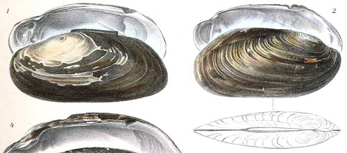 specimen image from publication