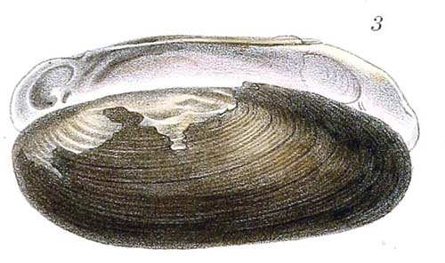 specimen image from publication