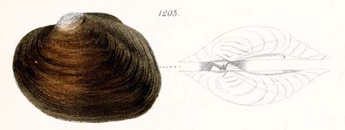 specimen image from publication