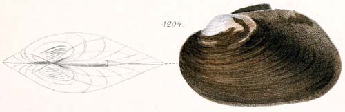 specimen image from publication