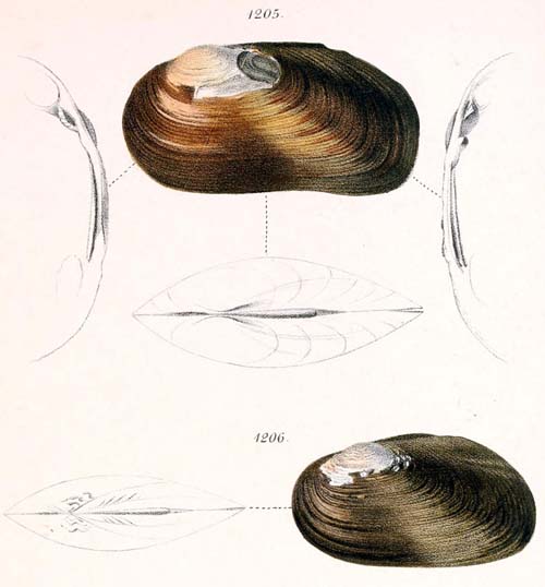 specimen image from publication