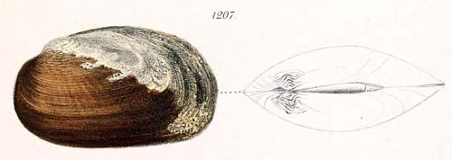 specimen image from publication