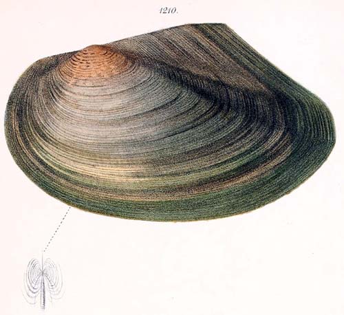 specimen image from publication