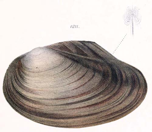 specimen image from publication