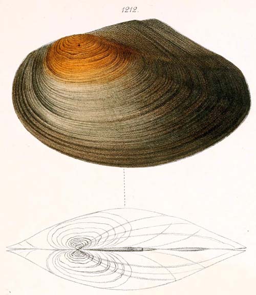 specimen image from publication