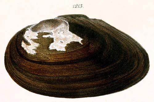 specimen image from publication