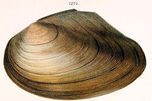 specimen image from publication