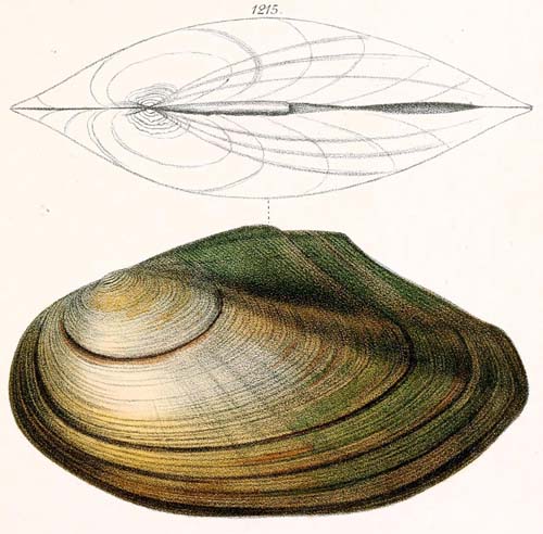 specimen image from publication