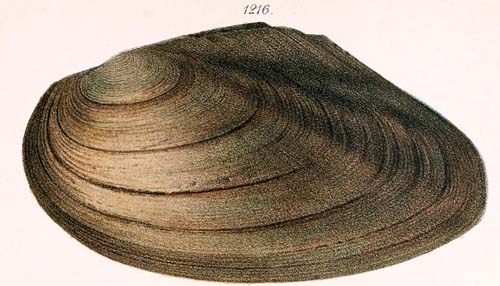 specimen image from publication