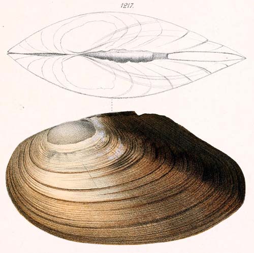 specimen image from publication
