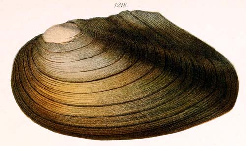 specimen image from publication