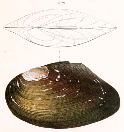 specimen image from publication