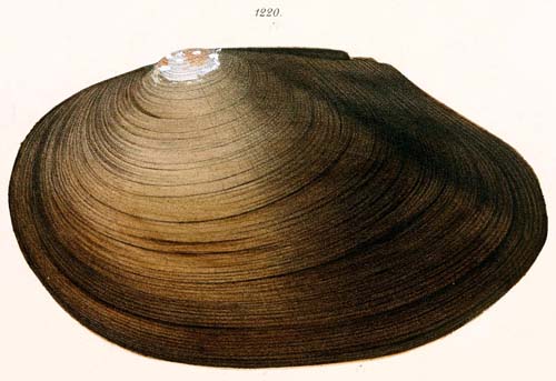 specimen image from publication