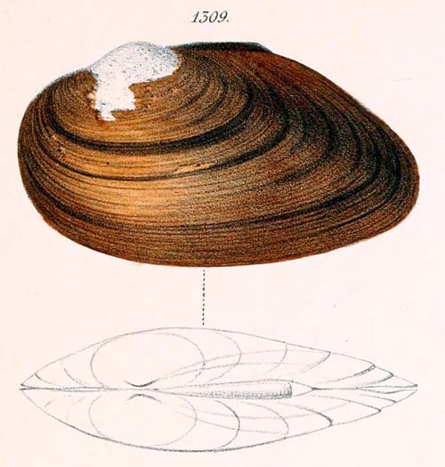 specimen image from publication