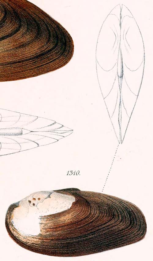 specimen image from publication