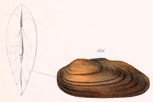 specimen image from publication