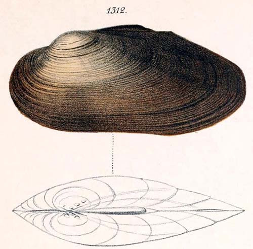 specimen image from publication