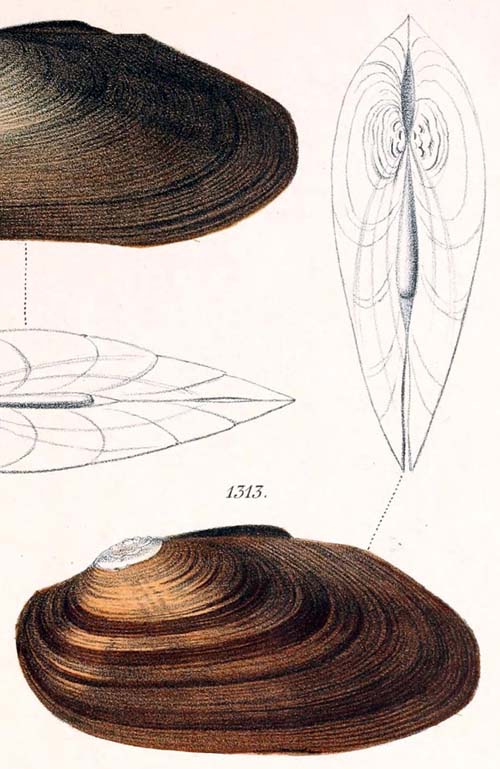 specimen image from publication