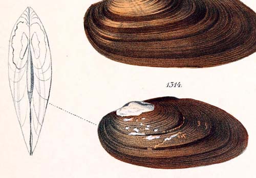 specimen image from publication