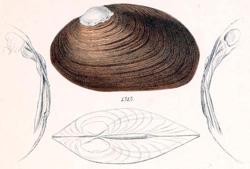 specimen image from publication