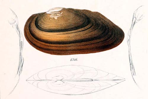 specimen image from publication