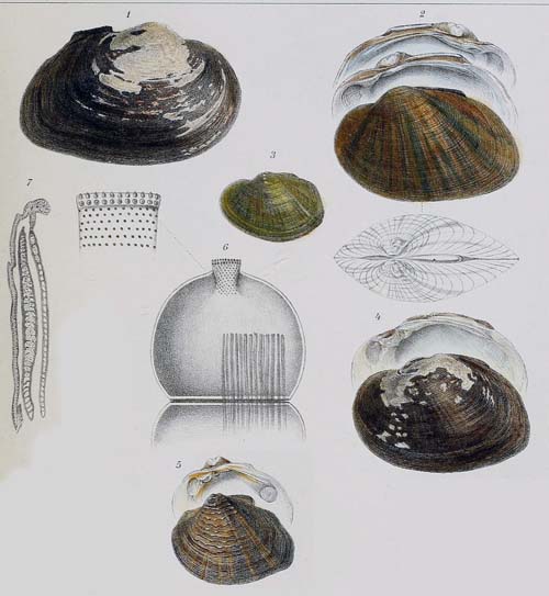 specimen image from publication