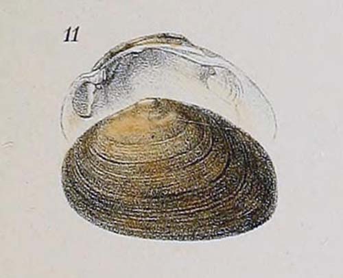 specimen image from publication