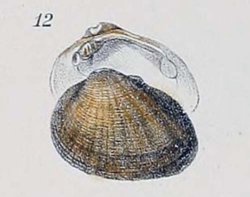 specimen image from publication