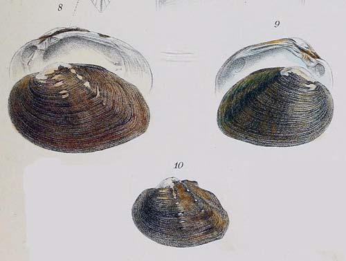 specimen image from publication