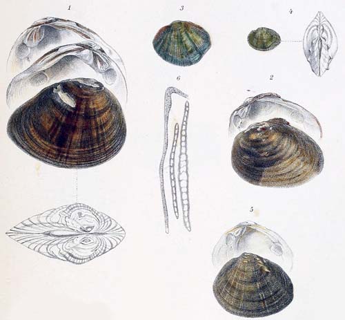 specimen image from publication