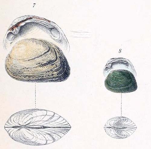 specimen image from publication