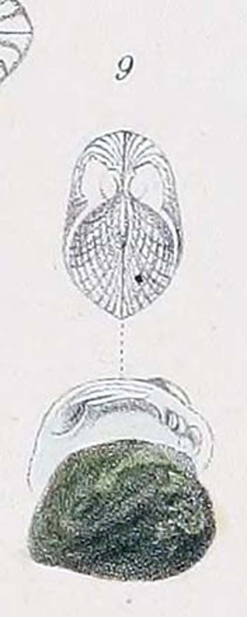 specimen image from publication