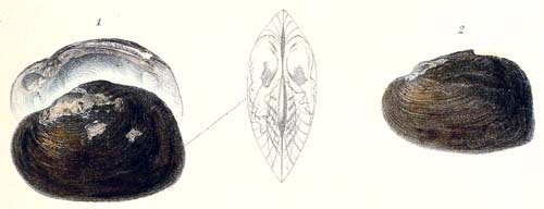 specimen image from publication