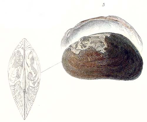 specimen image from publication