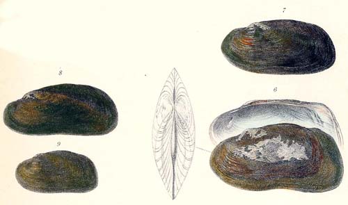 specimen image from publication