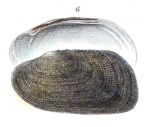 specimen image from publication