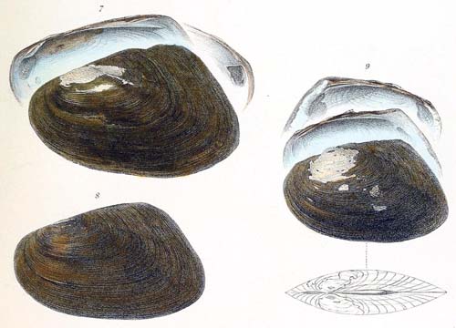specimen image from publication