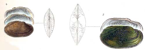 specimen image from publication