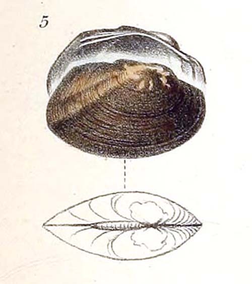 specimen image from publication