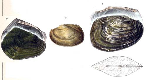 specimen image from publication