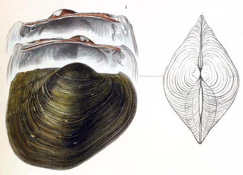 specimen image from publication