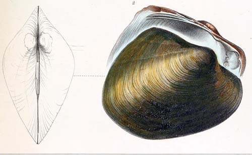 specimen image from publication